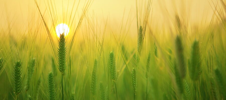 Cebada verde: beneficios, propiedades y métodos de consumo.
